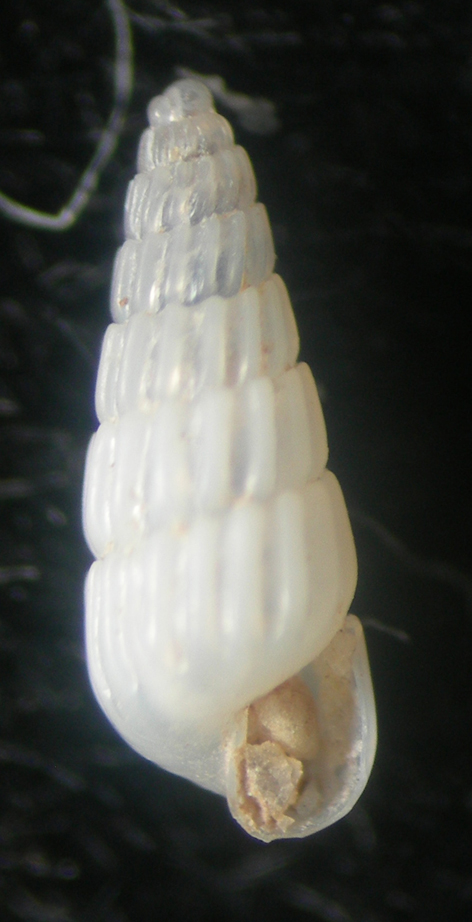 turbonilla